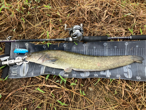 ナマズの釣果