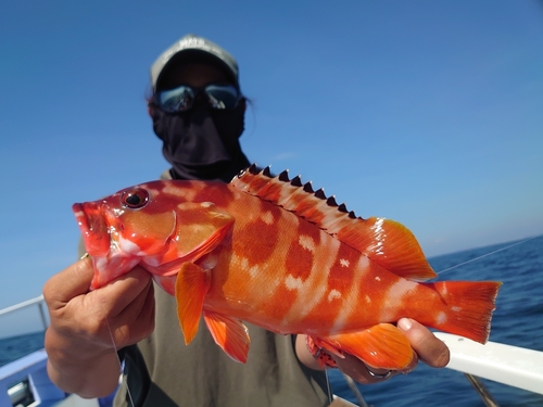 アカハタの釣果