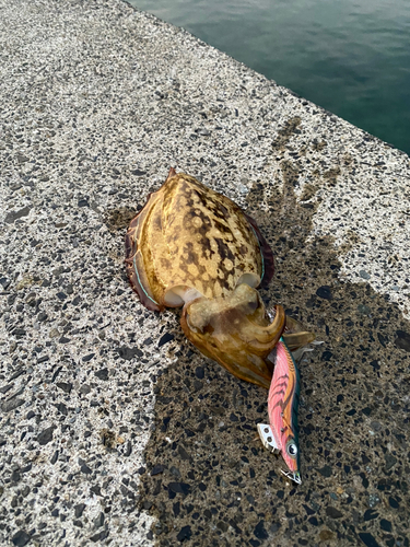 コウイカの釣果