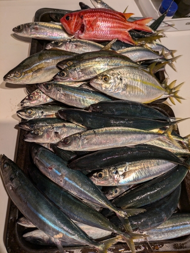 ムロアジの釣果