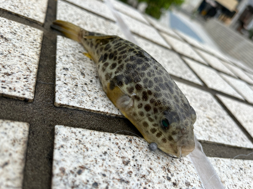 クサフグの釣果