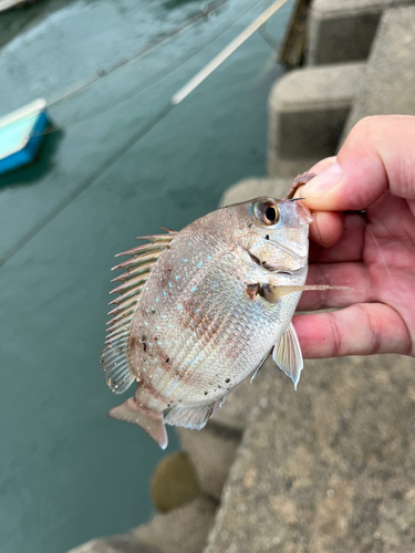 チャリコの釣果