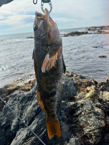 アイナメの釣果