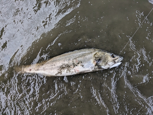 スズキの釣果