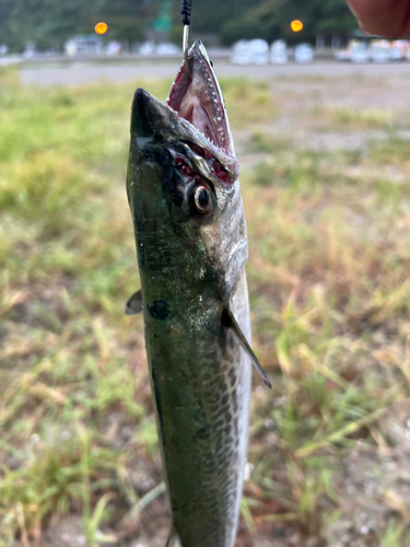 サゴシの釣果