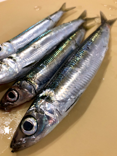 ウルメイワシの釣果