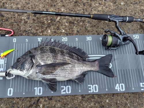 クロダイの釣果