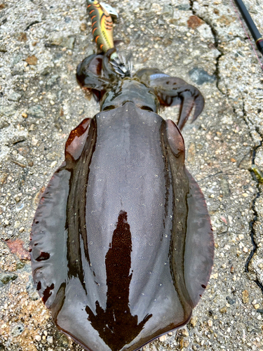 アオリイカの釣果