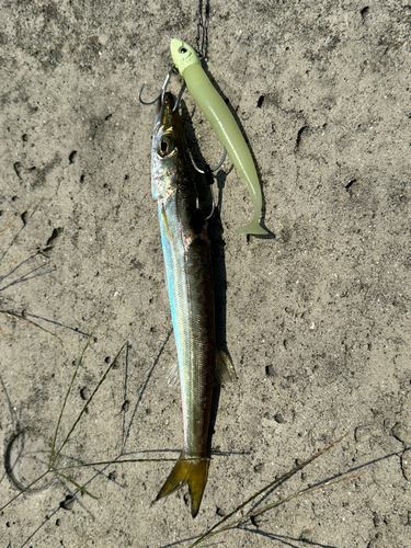 カマスの釣果