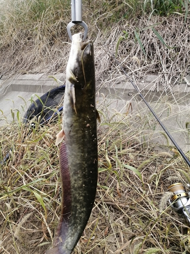 ナマズの釣果