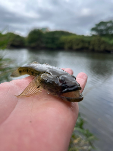 ハゼの釣果