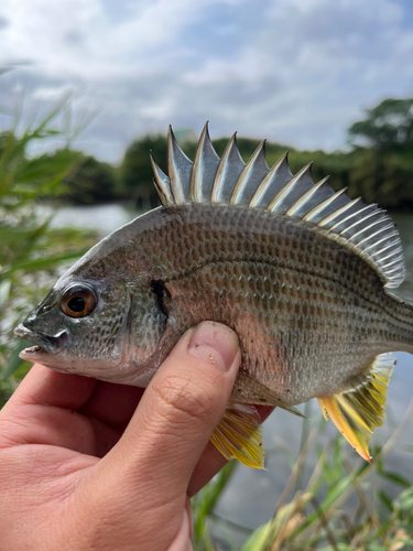 キビレの釣果