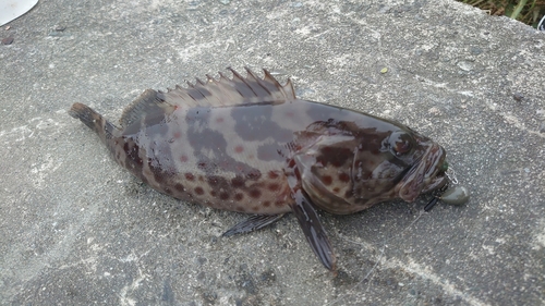 チャイロマルハタの釣果