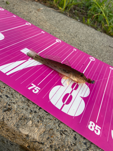 マハゼの釣果