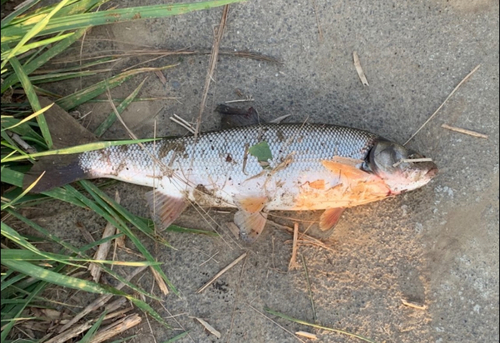 ウグイの釣果