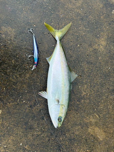 ハマチの釣果