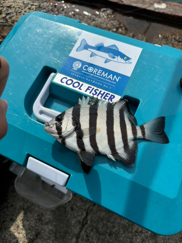 サンバソウの釣果