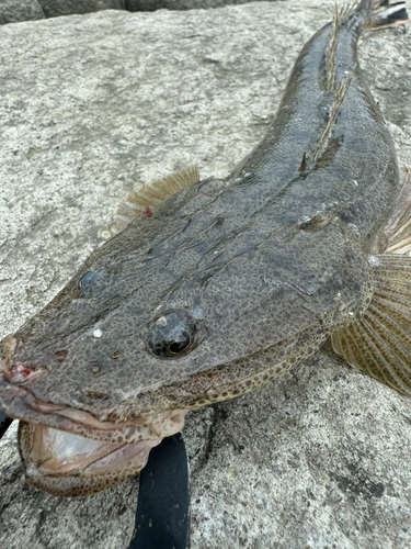 マゴチの釣果