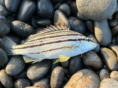 ツバスの釣果