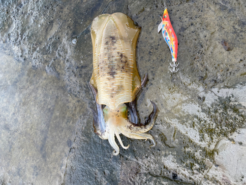 アオリイカの釣果