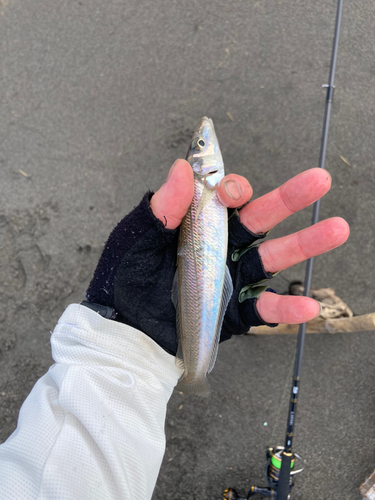 シロギスの釣果