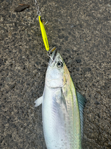 サゴシの釣果