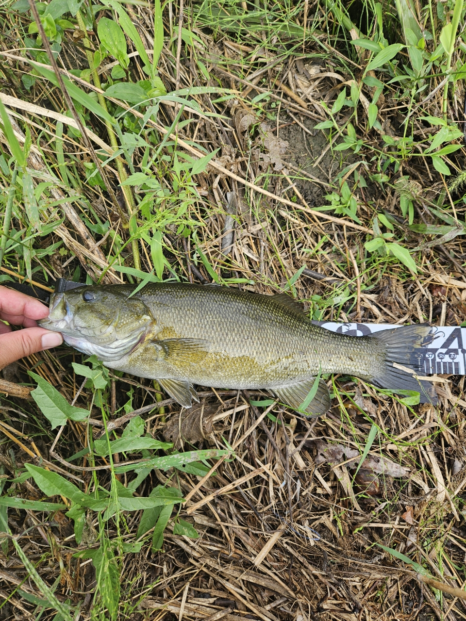 スモールマウスバス