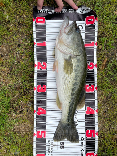 ブラックバスの釣果