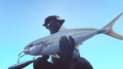 ヒラマサの釣果