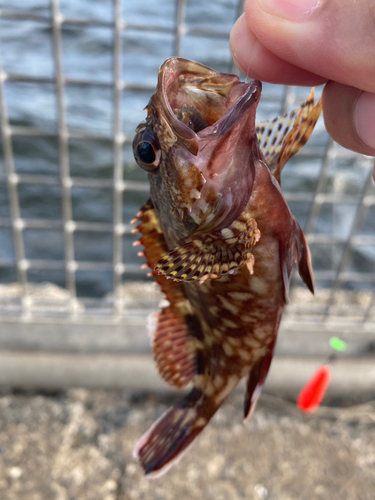 カサゴの釣果