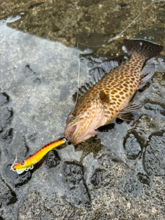 オオモンハタの釣果