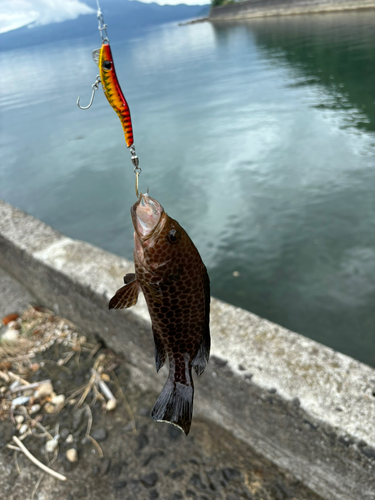 オオモンハタの釣果