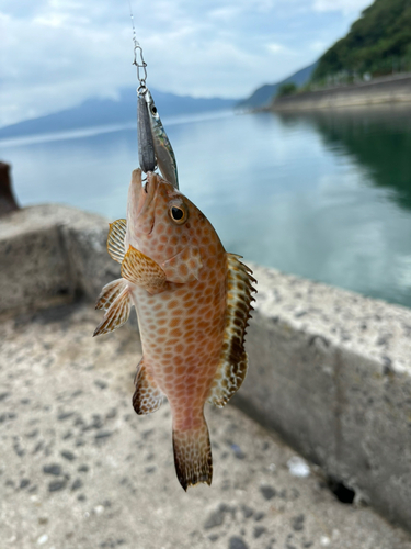 オオモンハタの釣果