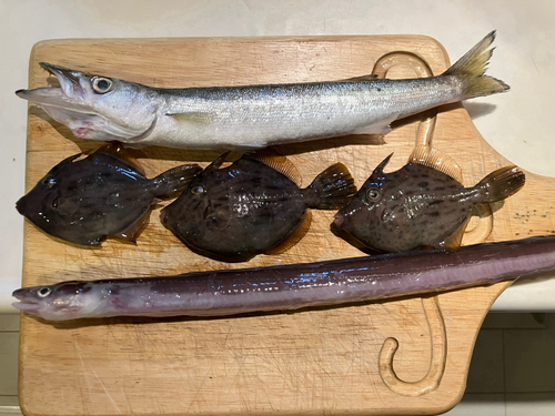 カマスの釣果