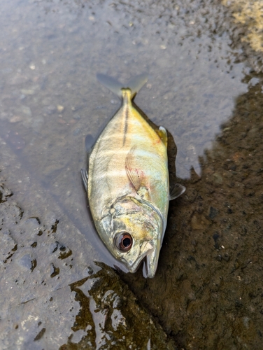 メッキの釣果