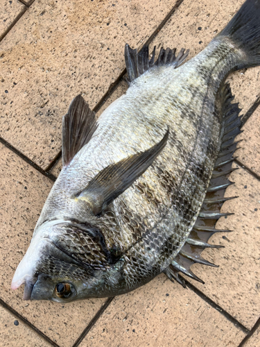 クロダイの釣果