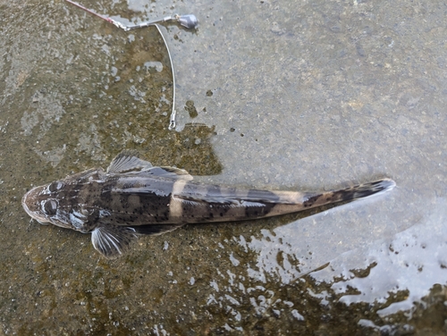 ワニゴチの釣果