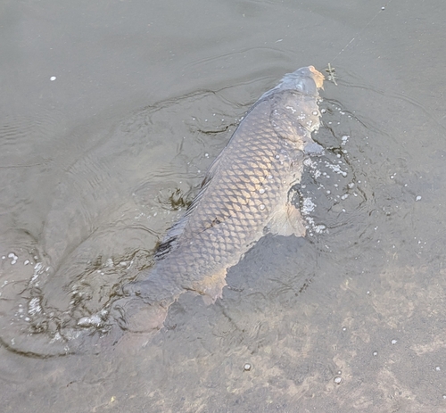 コイの釣果