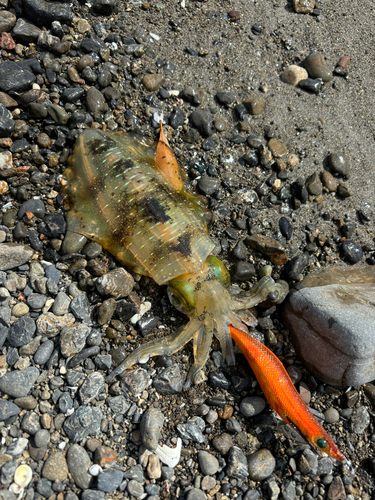 アオリイカの釣果