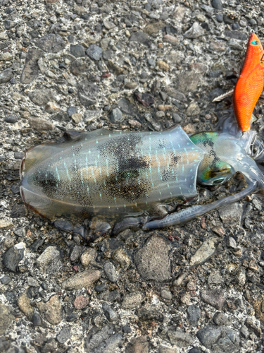 アオリイカの釣果