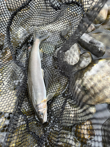 アユの釣果