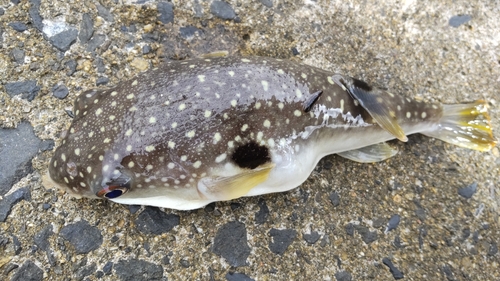 クサフグの釣果