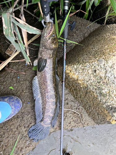 ライギョの釣果