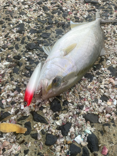 ネリゴの釣果