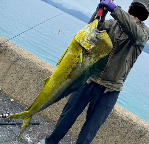 シイラの釣果