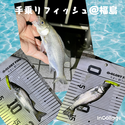 セイゴ（ヒラスズキ）の釣果