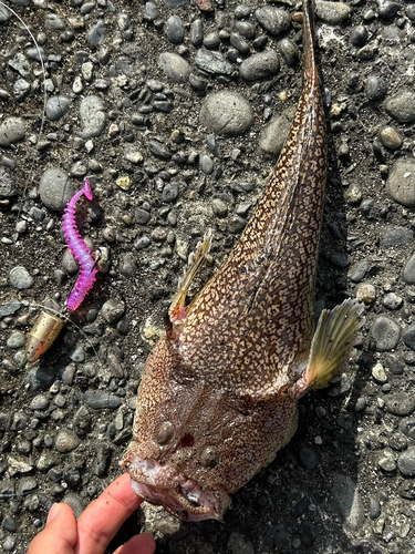 ミシマオコゼの釣果