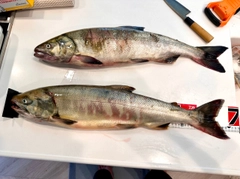 アキアジの釣果