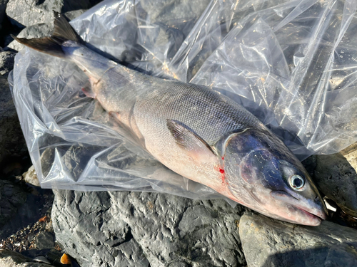 アキアジの釣果