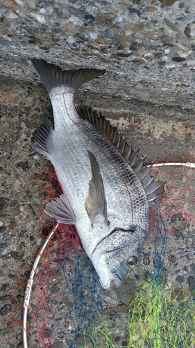 クロダイの釣果